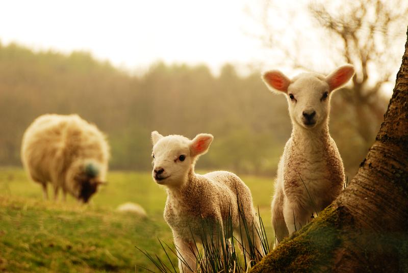 Animals (IELTS Speaking Part 2-3)