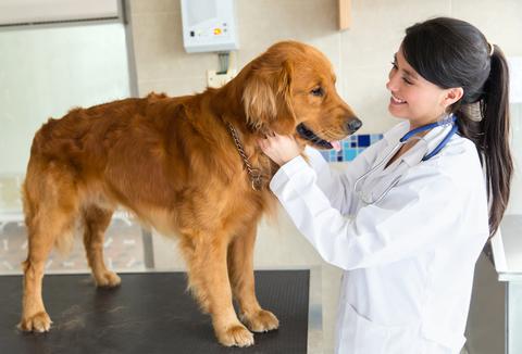 At the vet