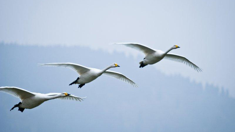 Aves migratorias