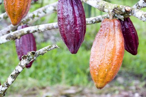 Ethical chocolate (listening version)