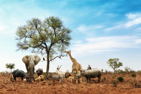 Wild animals