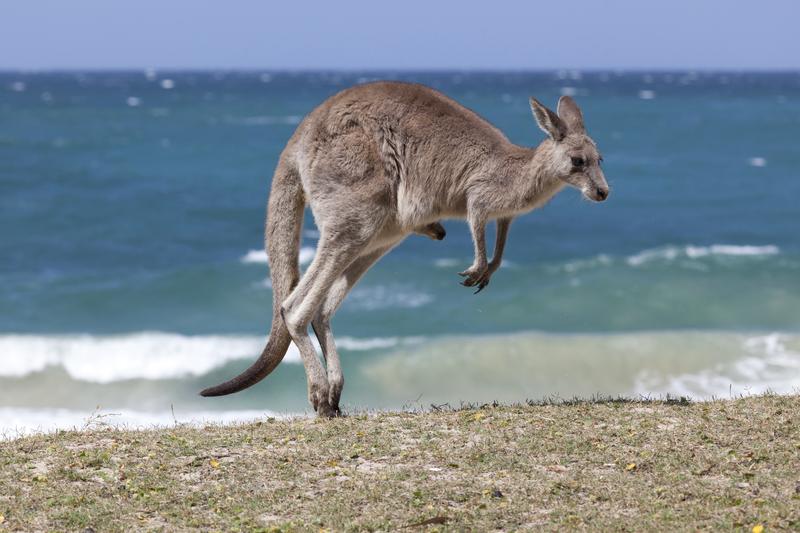 Wildlife