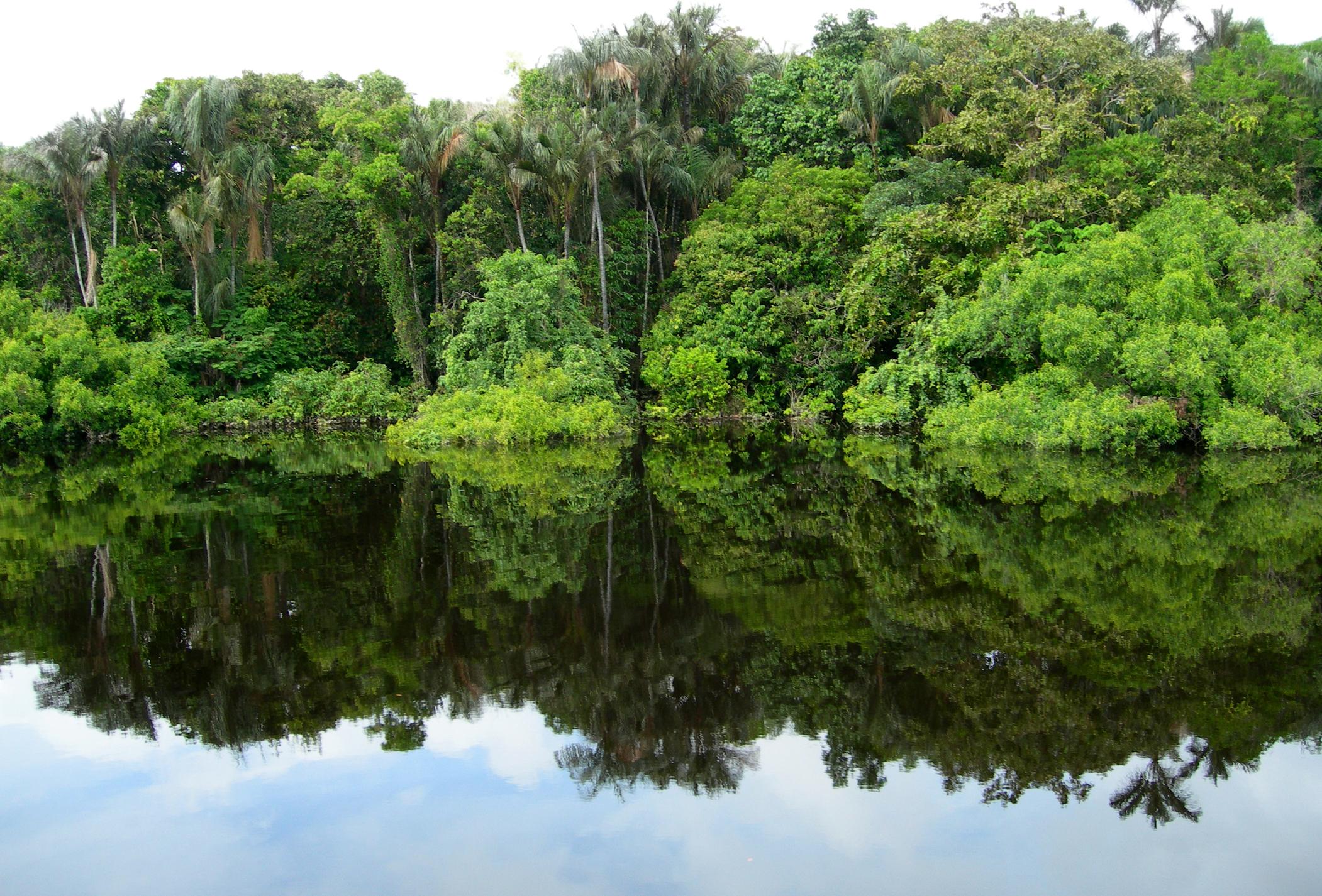 Saving the rainforest